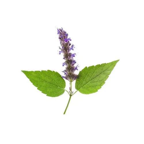 Patchouli Essential Oil
