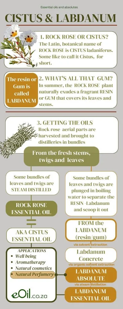 Rock Rose Cistus Organic Essential Oil
