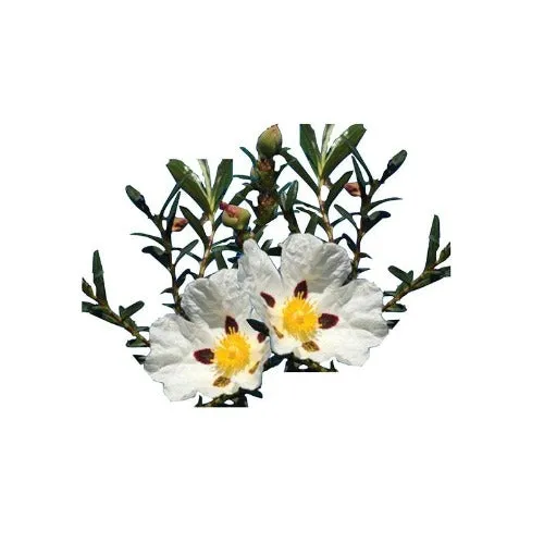 Rock Rose Cistus Organic Essential Oil