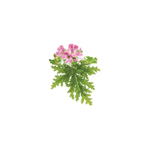 Rose Geranium Essential Oil Organic